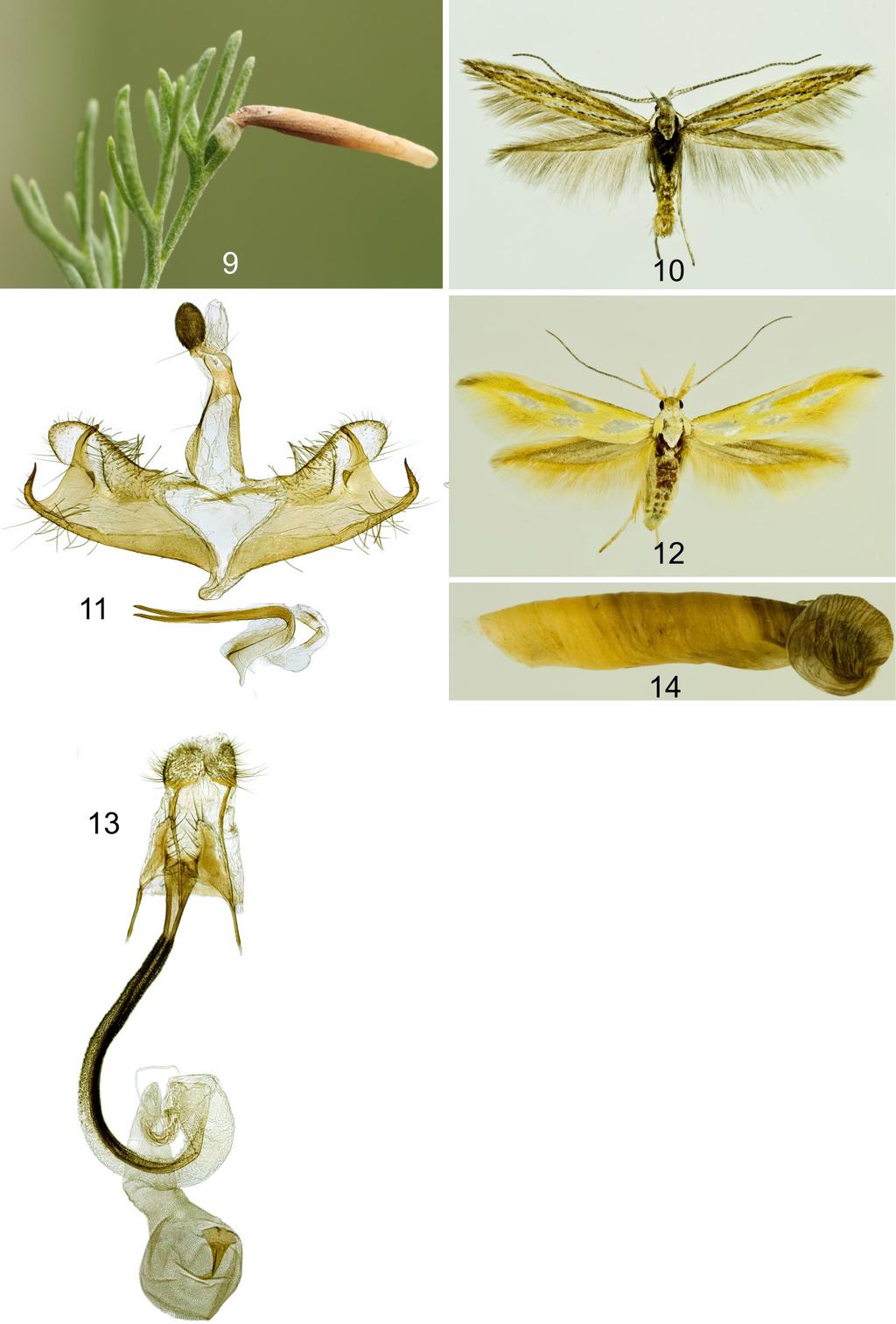 42 Richter & Pastorális: Coleophoridae species from Balkan countries Fig. 9. Coleophora thurneri, case (photo Ig. Richter) Fig. 10. Coleophora carsica, adult, wingspan 13 mm, Croatia, Velebit, 19.