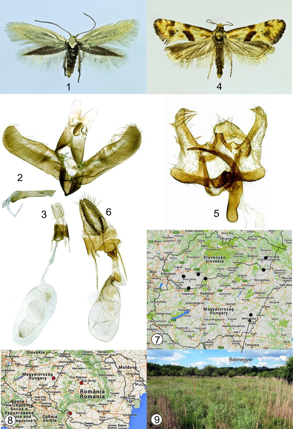 Microlepidoptera.hu 8 (2015) 45 1 9.