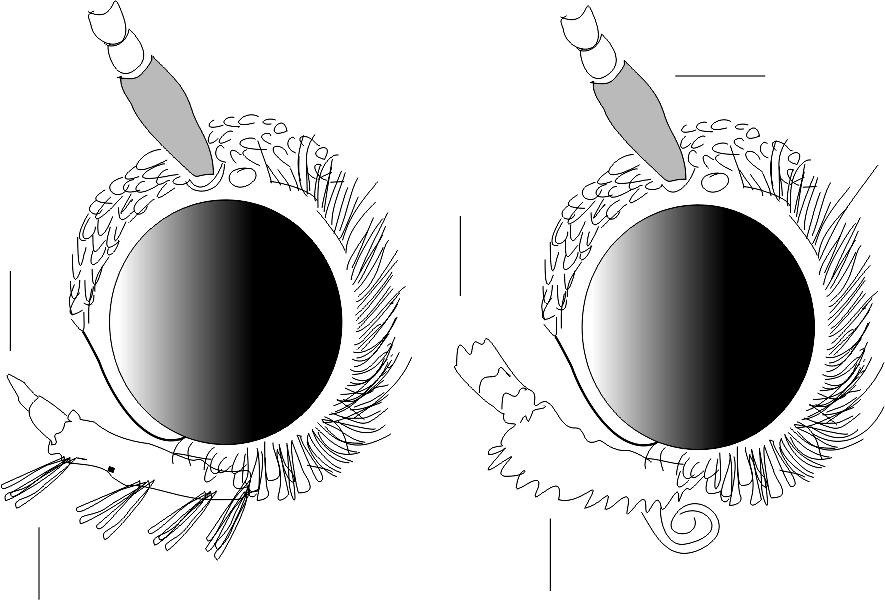 Microlepidoptera.hu 8 (2015) 5 1-2. ábra. A fej oldalnézetben: 1) Prochoreutis sp. 2) Choreutis sp. (Eredeti) Figures 1-2. Head in lateral view: 1) Prochoreutis sp. 2) Choreutis sp. (Original) 1 2 3.