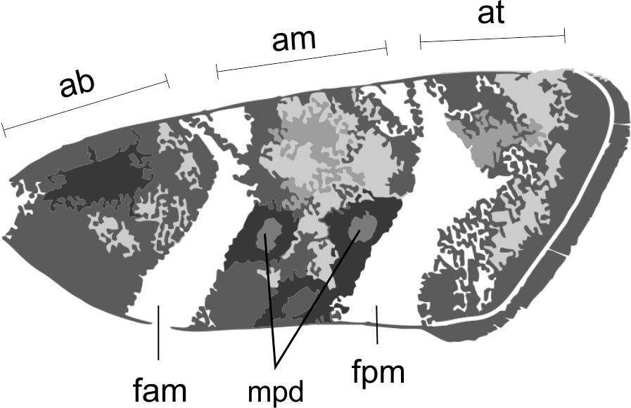 Figure 3. Forewing: diagram of Choreutidae species. (Original) Eredmények Results Choreutis nemorana (Hübner, 1799) Tortrix nemorana Hübner [1799]: Samml. eur. Schmett. 7: pl. 1 fig. 3. Locus typicus: Europa [incompertus].