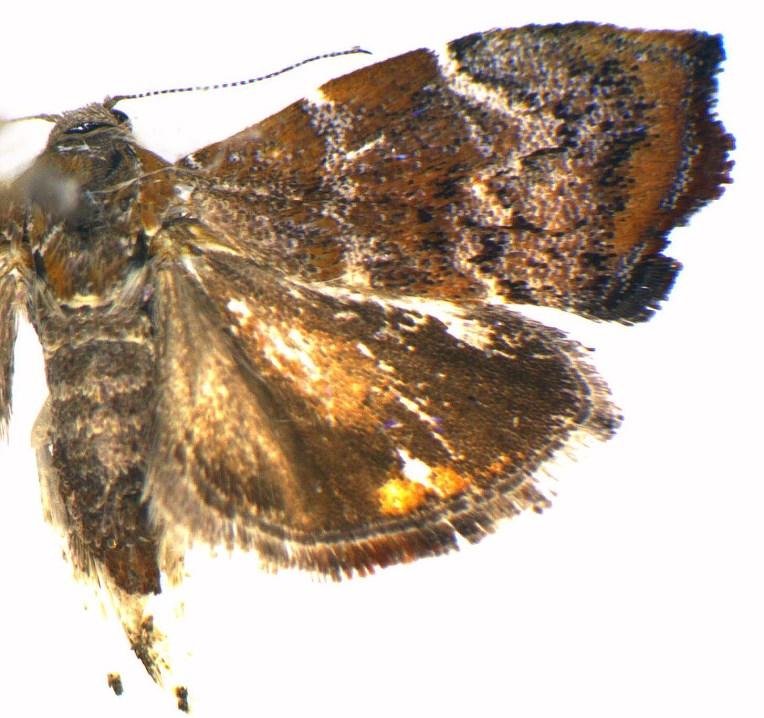 6 Fazekas: Choreutis