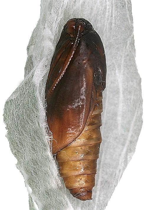 (Cserszegtomaj); 5 6.