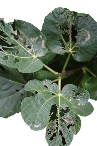 Ficus carica; 7.