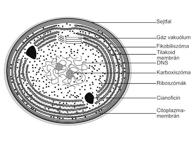 , 1998) - valamint a légzési elektrontranszportlánc (ETL) és az oxidatív foszforiláció fehérjéit (Bryant, 1994) is.