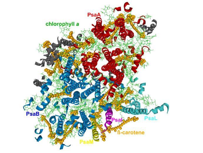 III. ábra: A PSI monomer szerkezet röntgenkrisztallográfiás képe (Sozer et al., 2011). A PsaA és PsaB a PSI RC legnagyobb alegységei összekapcsolódva a RC magját alkotják (III. ábra).