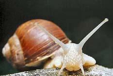Főcsigák Helix pomatia Éti csiga Mindenki ismeri Elterjedése: Közép- és Délkelet-Európában honos.