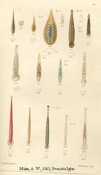 Osztály: Nadályok (Hirudinoidea) hímnős szelvényeken másodlagos gyűrűk izmos garat, vérszívók Piscicola geometra - halpióca Hirudo medicinalis - orvosi pióca Osztály:
