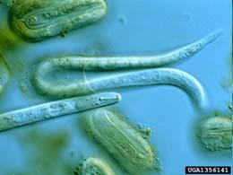 fonálféreg TÖRZS: NEMATODA FONÁLFÉRGEK Bursaphelenchus xylophilus - Fenyőrontó