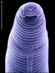 TÖRZS: NEMATODA