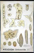 Sugaras szimmetriájú állatok (Radiata) Csalánozók (Cnidaria)