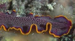 Állatok - Animalia Ősszájúak (Protostomia) Valódi szövetes állatok (Eumetazoa) Sugaras szimmetriájú állatok (Radiata) Csalánozók (Cnidaria) Bordásmedúzák (Ctenophora) Kétoldali szimmetriájú állatok