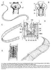 Övesférgek (Kinorhyncha) Farkosférgek (Priapulida) Fonálférgek (Nematoda) Húrférgek (Nematomorpha) Karmos féreglábúak (Onychophora) Medveállatkák (Tardigrata) Ízeltlábúak (Arthropoda) Ősszájúak