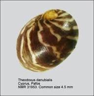 Rend: Veneroidea Család: Dreissenidae Dreissena polymorpha Vándorkagyló Teknője elöl háromszögletűen kihegyezett, hátul kerek, 25-40mm hosszú és 13-18mm széles. Búbja egészen elöl helyezkedik el.