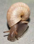 Család: Pomatiidae Szárazföldi ajtóscsigák Pomatias elegans Nyugati ajtóscsiga 12-16 mm magas kúpos háza 4,5-5 nagyon domború kanyarulatból áll.