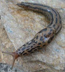 Növényekről legelészi a moszatbevonatot. Nem védett. Család: Arionidae Simatestű házatlancsigák Arion spp. Család: Arionidae Simatestű házatlancsigák Arion spp. (A. rufus & A.
