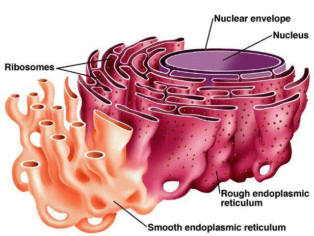 (elsődleges szerkezet, mrns+t-rns) saját és kiürítendő láncok is. - Síma felszínű endoplasmic reticulum SER: fehérjék 2., 3. 4.