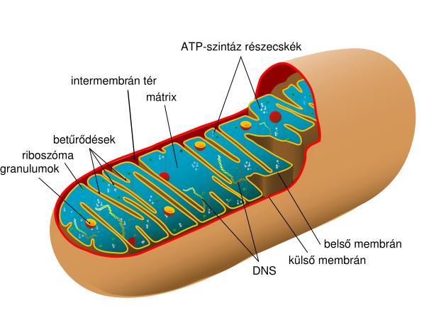 Mitokondriumok bakteriális, endoszimbionta eredet saját DNS önálló osztódás sajátos