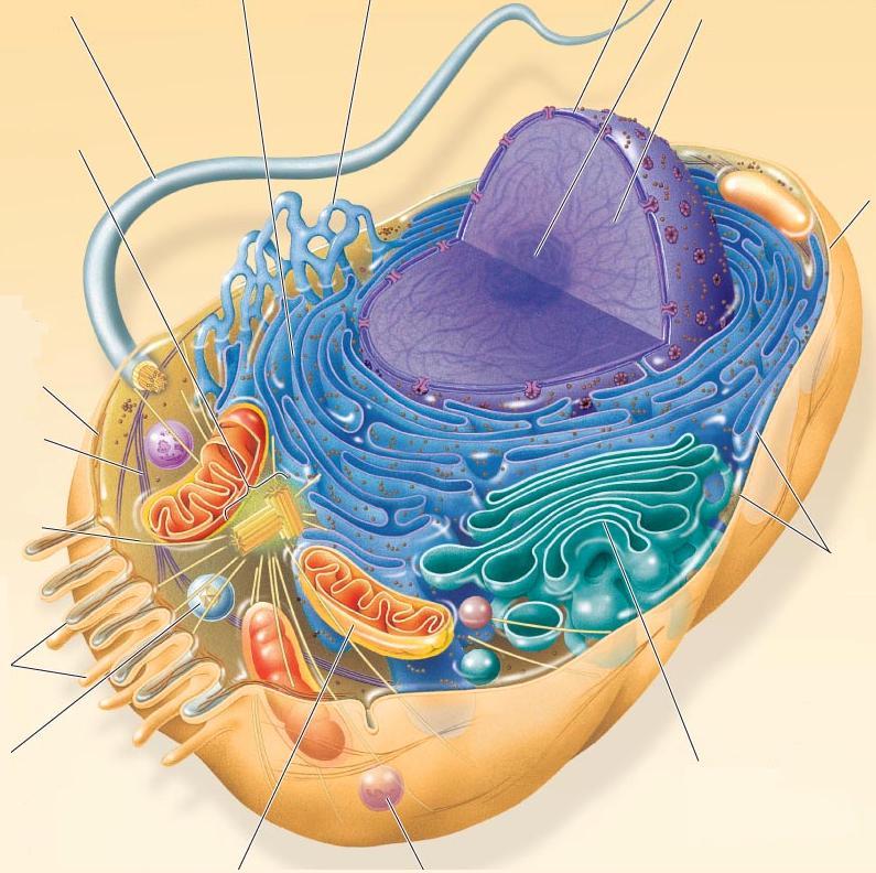 Sejtek felépítése A sejtmag és az örökítő anyag A retikulumok és egyéb hártyás