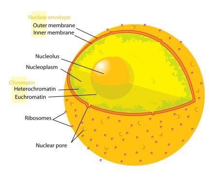 A sejtmag felépítése: Maghártya, sejtmagvacska,