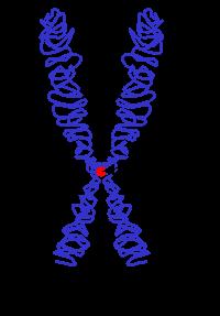 Y) Mutáció: DNS (esetleg RNS) bázis-csere,