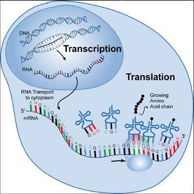 transzláció: mag-citoplazma Átforditás