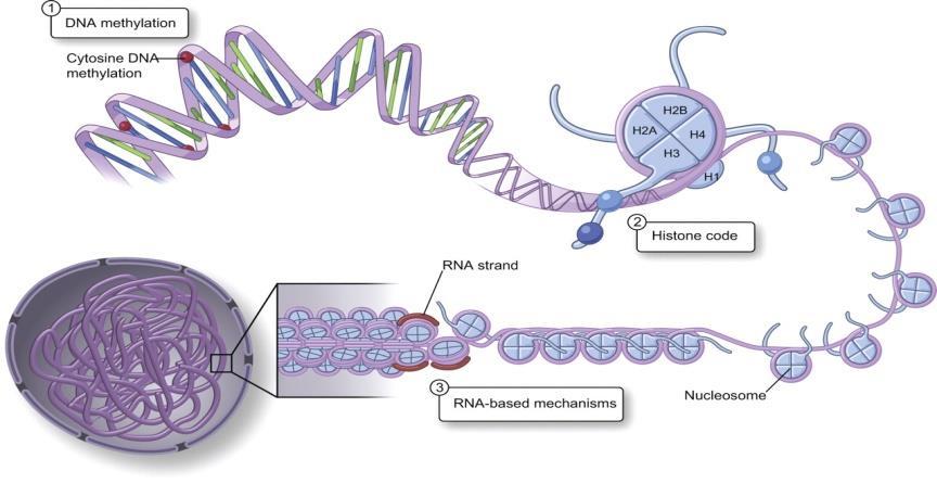 A génszabályozás epigenetikai tényezői DNS