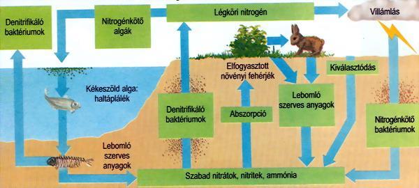 16. ábra: Nitrogénciklus a természetben.