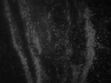 A fém felületen a 168 órás biofilm összefüggő mátrixot alkotott, amely a kezelés után már nem volt