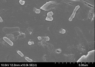 Pásztázó elektonmikroszkópos felvételek 168 órás vegyes biofilmről