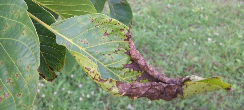 A dió xanthomonas-os betegsége A dió leggyakoribb