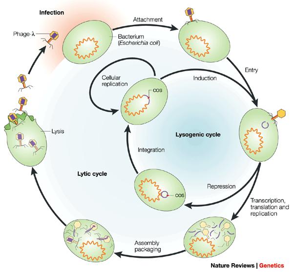 online textbook