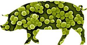 LA-MRSA törzsek mikrobiológiai sajátosságai Antibiogram: Te rezisztencia PVL toxin negatívak, de néhány PVL+!