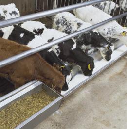 MRSA előfordulása élelmiszer-termelő állatokban Sertés Igen magas prevalencia A farmok 18-68%-ban kimutatható, a sertések