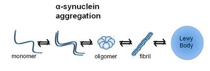 Parkinson s disease/alzheimer s 50% of patients with PDD also develop sufficient numbers of amyloid-β plaques and