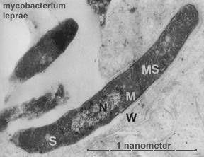 leprae Schwann cell affinity is likely to determine the neural tropism of the disease.