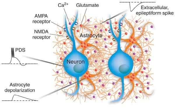 Epilepszia Tian et al. 2005 ha szinaptikus aktivitást gátolják (TTX) és fesz.függő Ca ++ csatornákat blokkolják neuronokon TTX=tetrodotoxin, fesz.