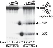 A Rad5 fehérje replikációs villa megfordító aktivitása Possible outcomes of DNA