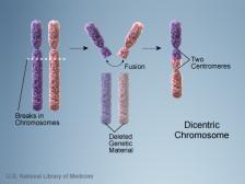 transzlokáció dicentrikus és ring kromoszómák: biológiai dozimetria Dicentrikus és ring kromoszómák: biológiai dozimetria