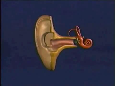 2. Mechanikus rezgés idegi ingerület: a cochlea