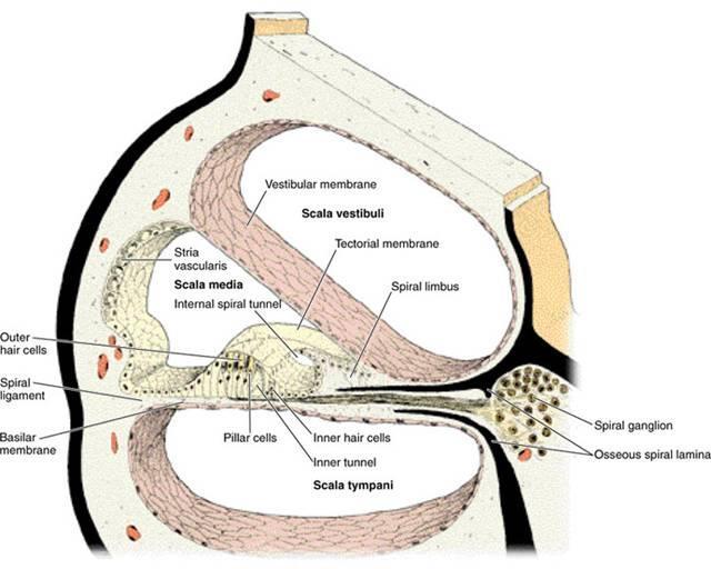 A cochlea (csiga) és a Corti szerv Scala vestibuli (folyadék: perilymph) Scala media (folyadék: endolymph) Corti