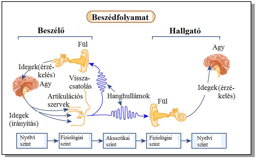 A beszédészlelés/beszédpercepció A hangingerek átalakítása -- nyelvi jelek elérése, azaz nyelvi