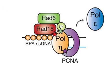 polimerázhoz (Watanabe, Tateishi et al. 2004), a Rev1 transzléziós polimeráz pedig képes kötni a Polη és a Polζ transzléziós DNS polimerázokat egyaránt (Garg, Stith et al. 2005, Plosky, Vidal et al.