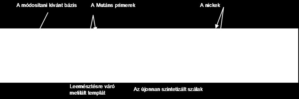 templátot, majd emésztés után E. coli DH5α kompetens sejtekbe transzformáltuk, ahol a gazdasejt a nickelt szálak javítását elvégezte. 17. ábra: a PCR alapú helyspecifikus mutagenezis működési elve.