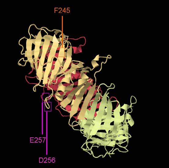 (Lau, Flores-Rozas et al. 2002).