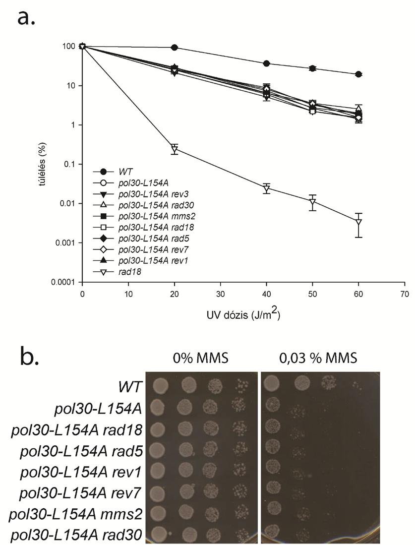 25.ábra: A DDT (Rad6/Rad18) útvonal inaktív az L154A PCNA változatot termelő törzsben. A) a Rad6/Rad18 útvonal génjeinek deléciója nincs hatással a pol30-l154a allélt hordozó törzs UV érzékenységére.