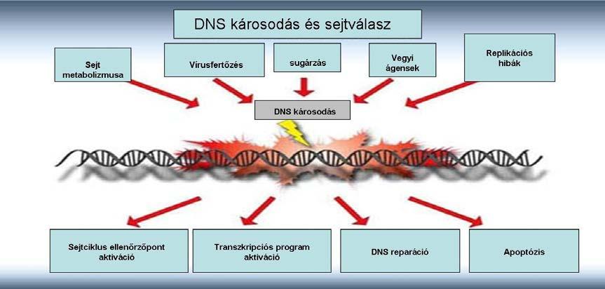 1. Bevezetés 1.1 DNS reparáció és DNS hiba tolerancia A sejtek örökítő anyagát folyamatos jelleggel számos külső és belső hatás károsítja.