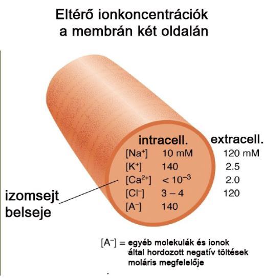 Egyensúlyi potenciál az elektromos és a kémiai koncentrációgradiensből eredő hajtóerő kiegyensúlyozza egymást az a potenciálkülönbség a membrán két oldala között, amely mellett az ion nem akar