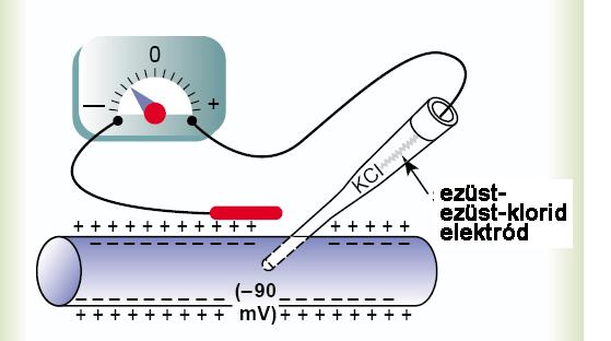 Membránpotenciál kísérletes mérése üvegpipetta tömény sóoldattal töltve, amelybe ezüst/ezüstklorid elektród merül üvegpipetta hegye mikrométeres átmérőjű, elektromos ellenállása