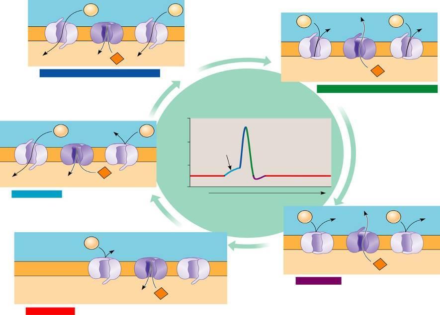 Membránpotencial-változások az akciós potenciál során Membranpotenzial (mv) Na + Na + Na + Na + + + + + + + + + + + + +