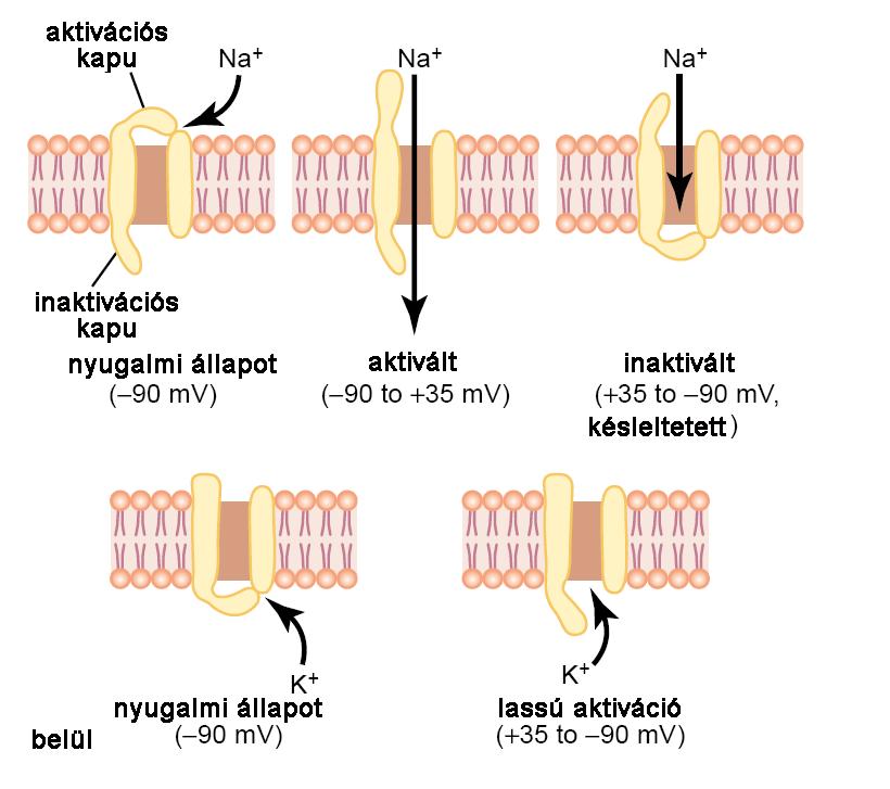Elektrokémiai potenciálok Feszültségfüggő ioncsatornák aktivácója feszültségfüggő Na + -csatorna mikor a membránpotenciál a nyugalmi értékről pozitívabbá válik